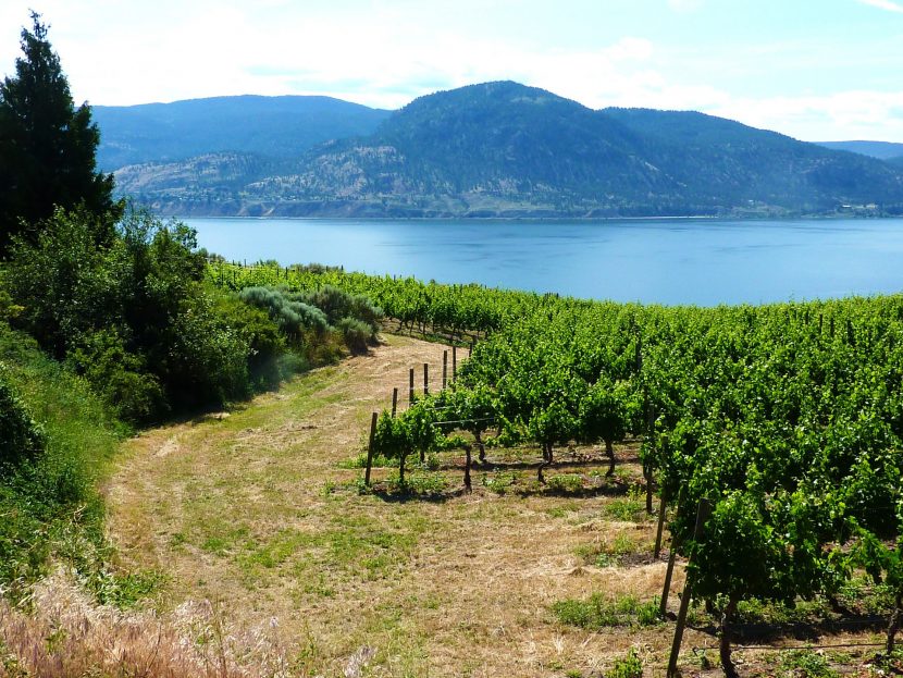 Natural Wine Up North In The Okanagan Valley - Sprudge Wine