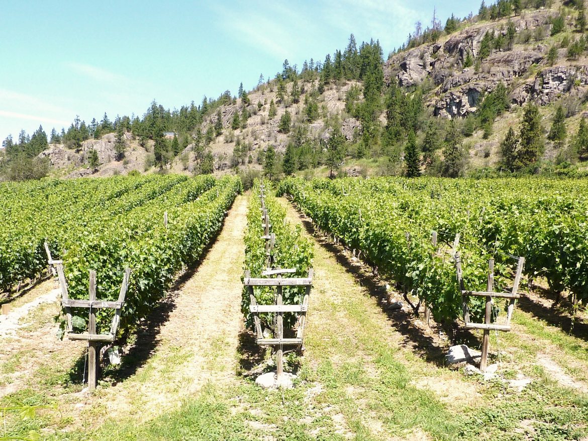 Natural Wine Up North In The Okanagan Valley Sprudge Wine