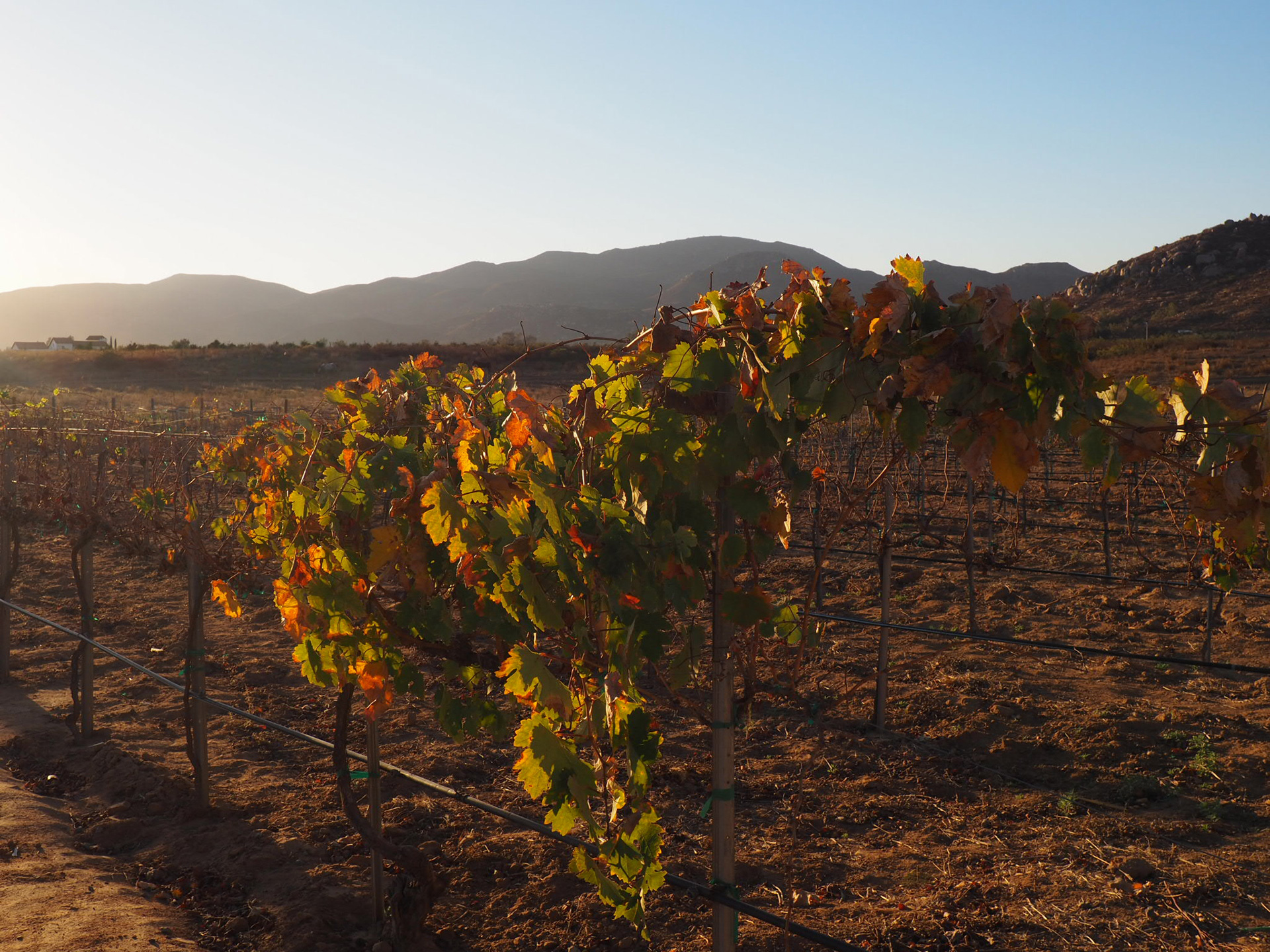 Exploring Natural Wine In Mexico's Valle de Guadalupe - Sprudge Wine