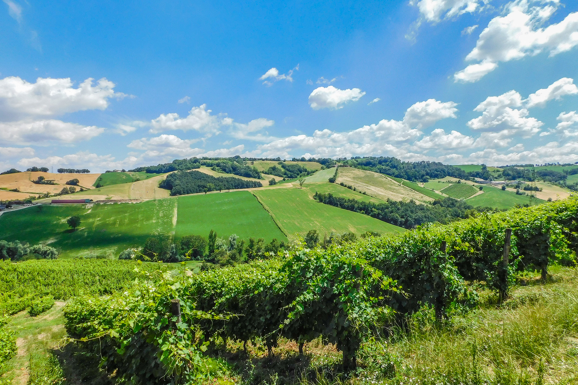 In Emilia Romagna, Reviving The New Old Lambrusco – Sprudge Wine